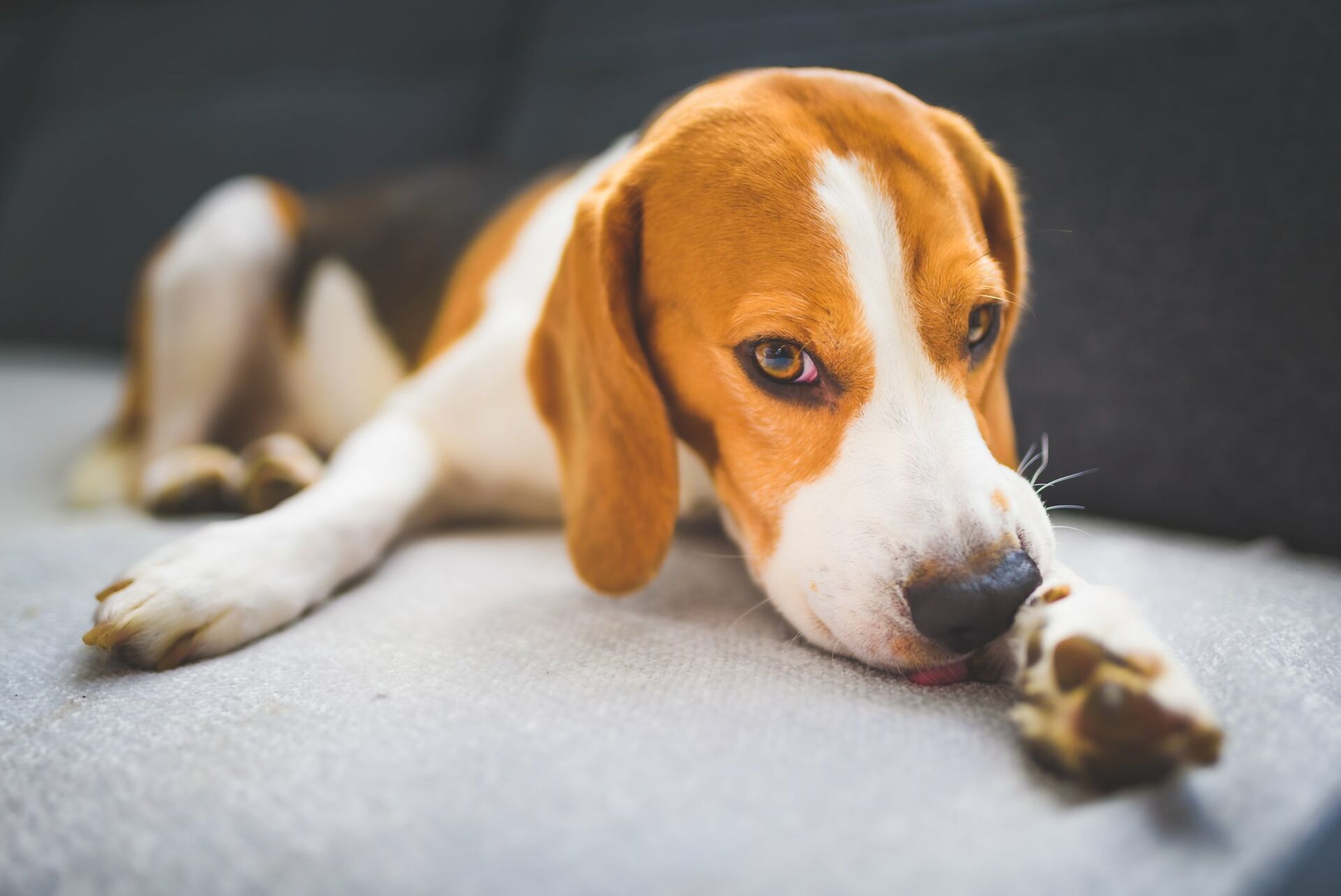 Hund schnuppert am Fleisch.