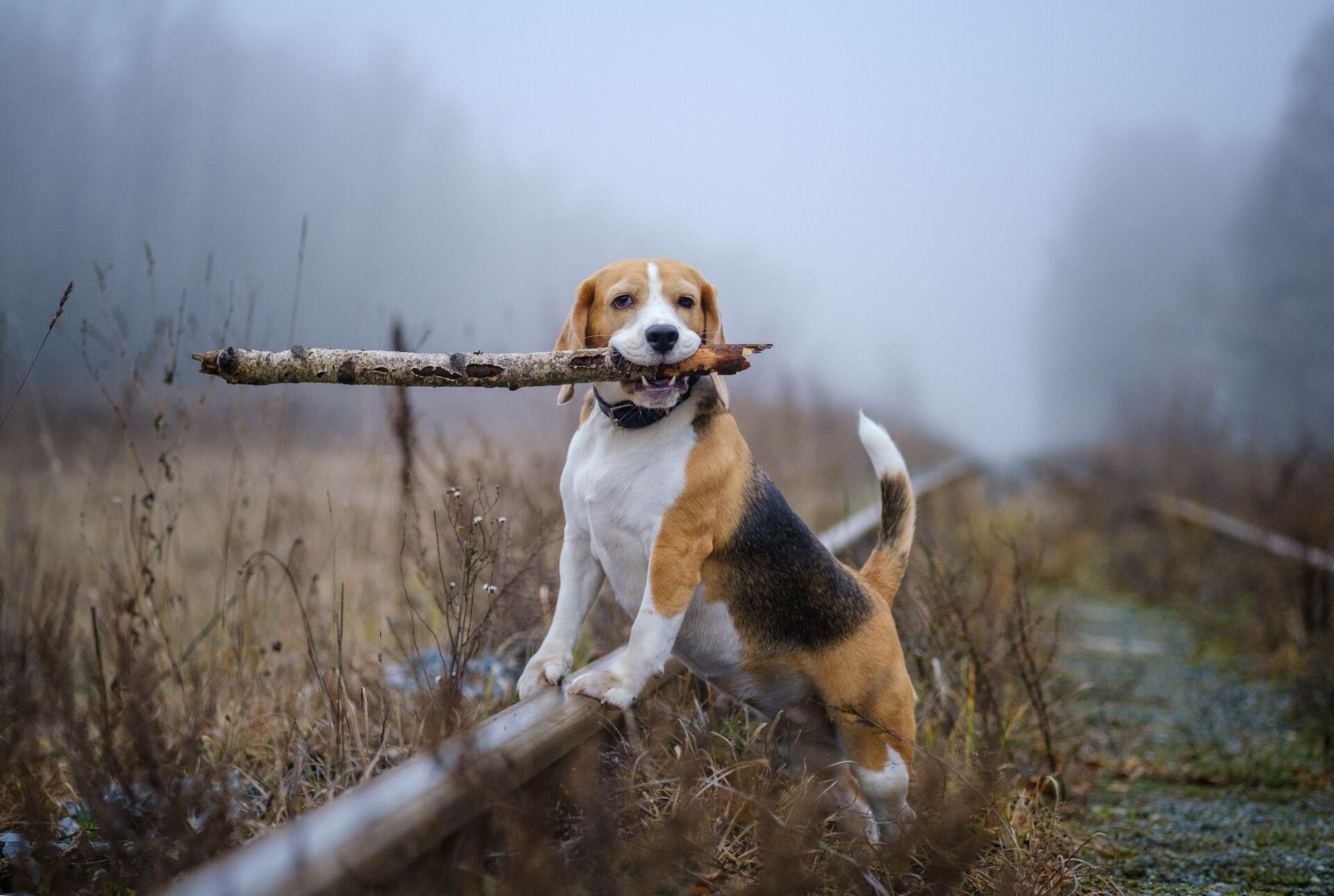 Ein Hund hält einen Stock im Maul und steht in einer Nebellandschaft.