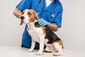 Ein Tierarzt im Arztkittel untersucht einen Beagle-Rüden.