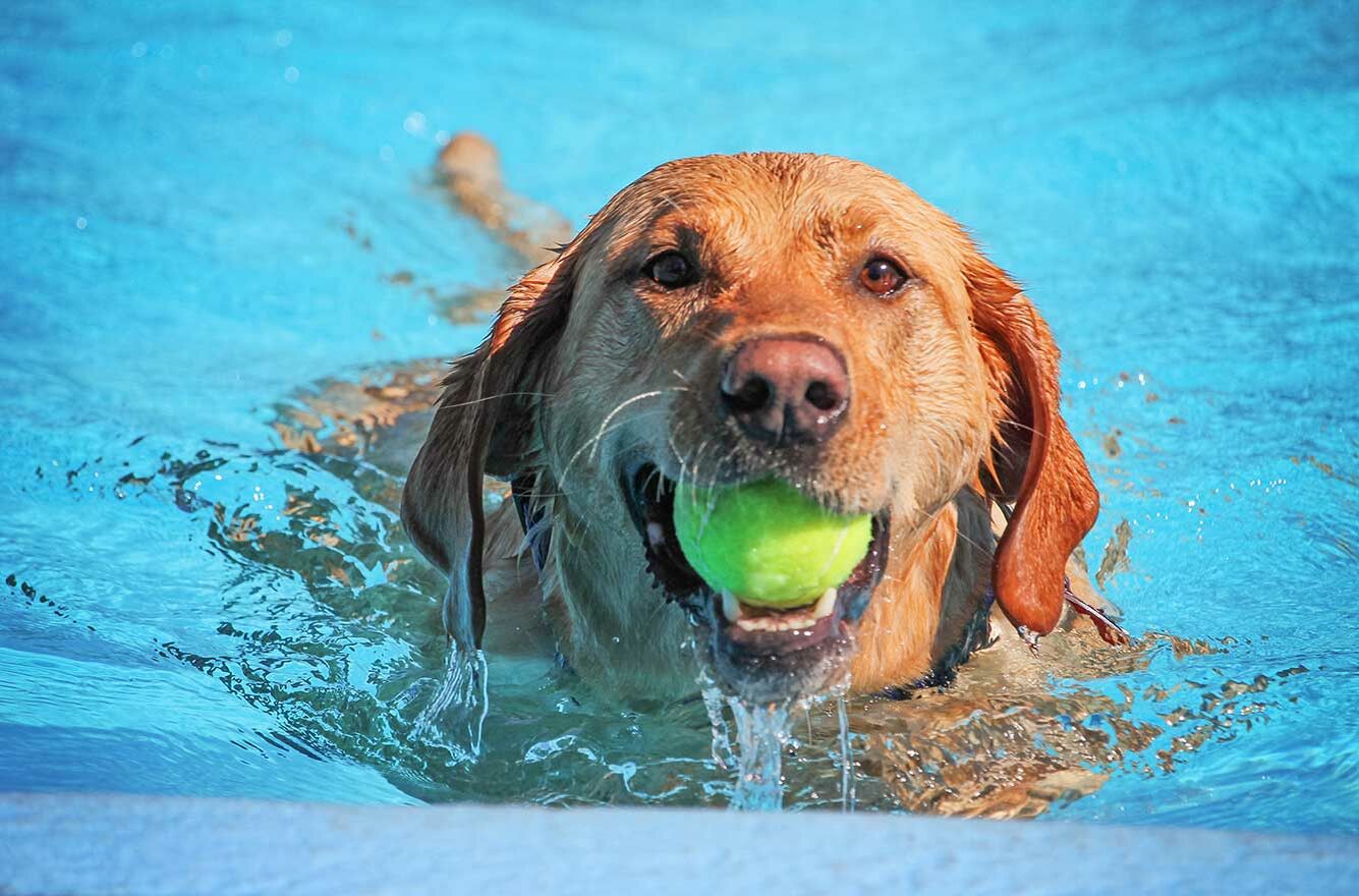 Nahaufnahme von einem Golden Retriever, der mit einem Tennisball im Maul durch einen Pool schwimmt.
