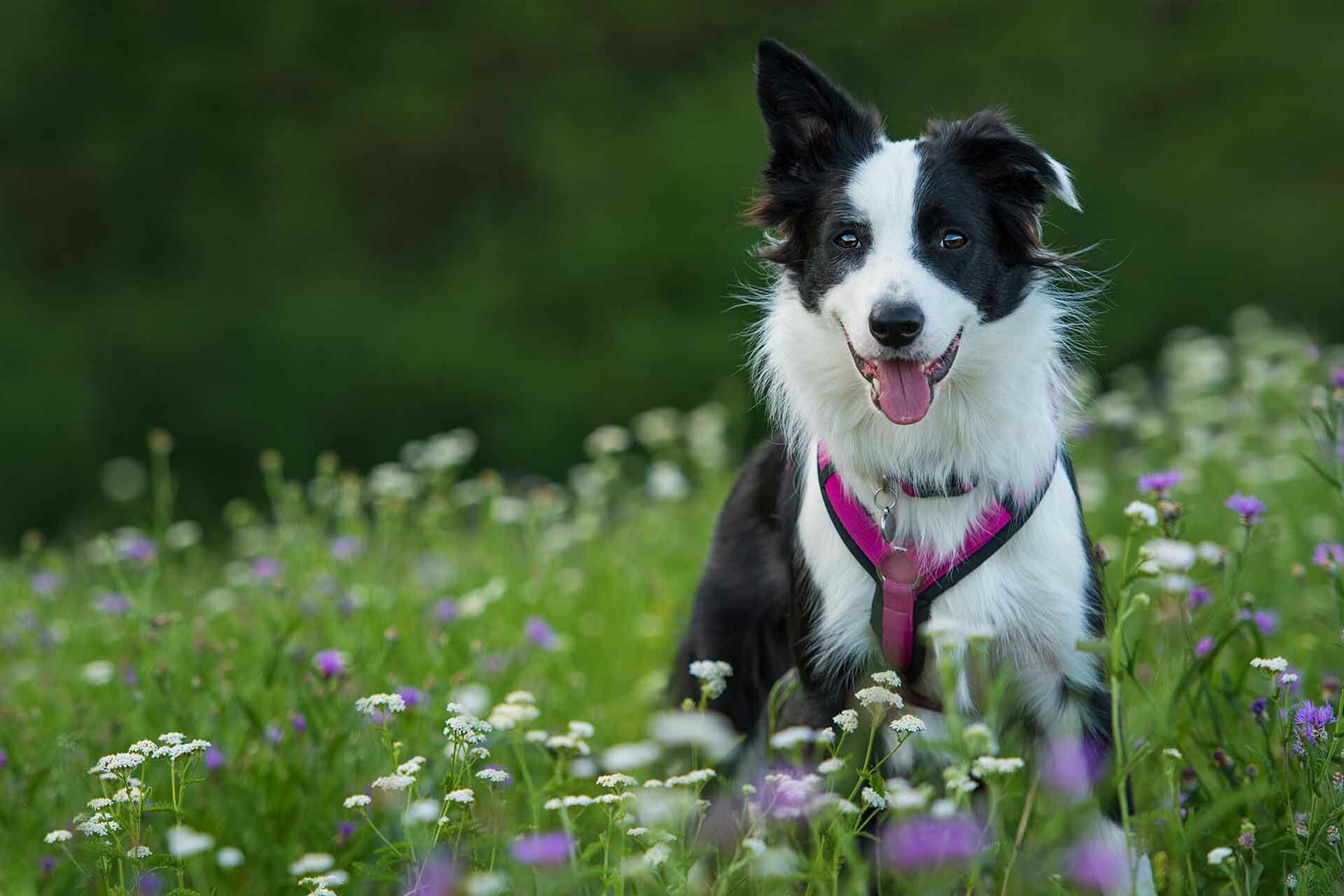 Ein junger Border Collie sitzt in einer Blumenwiese. 