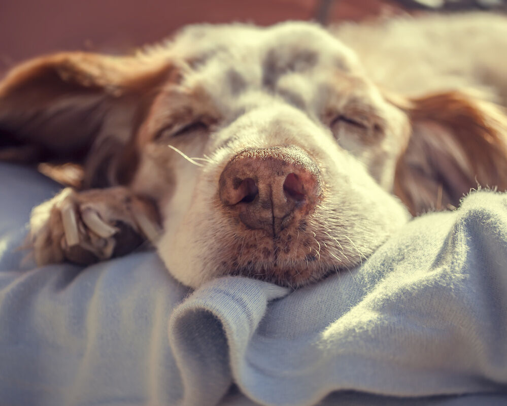 Nahaufnahme eines Hundekopfes.