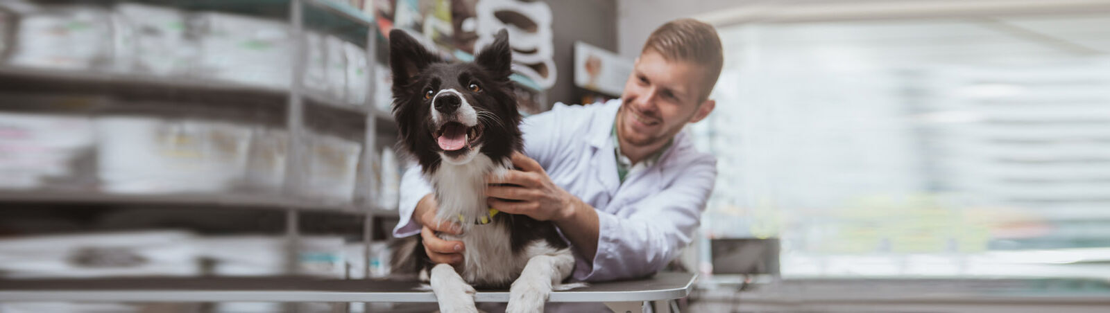 Ein Hund beim Tierarzt.