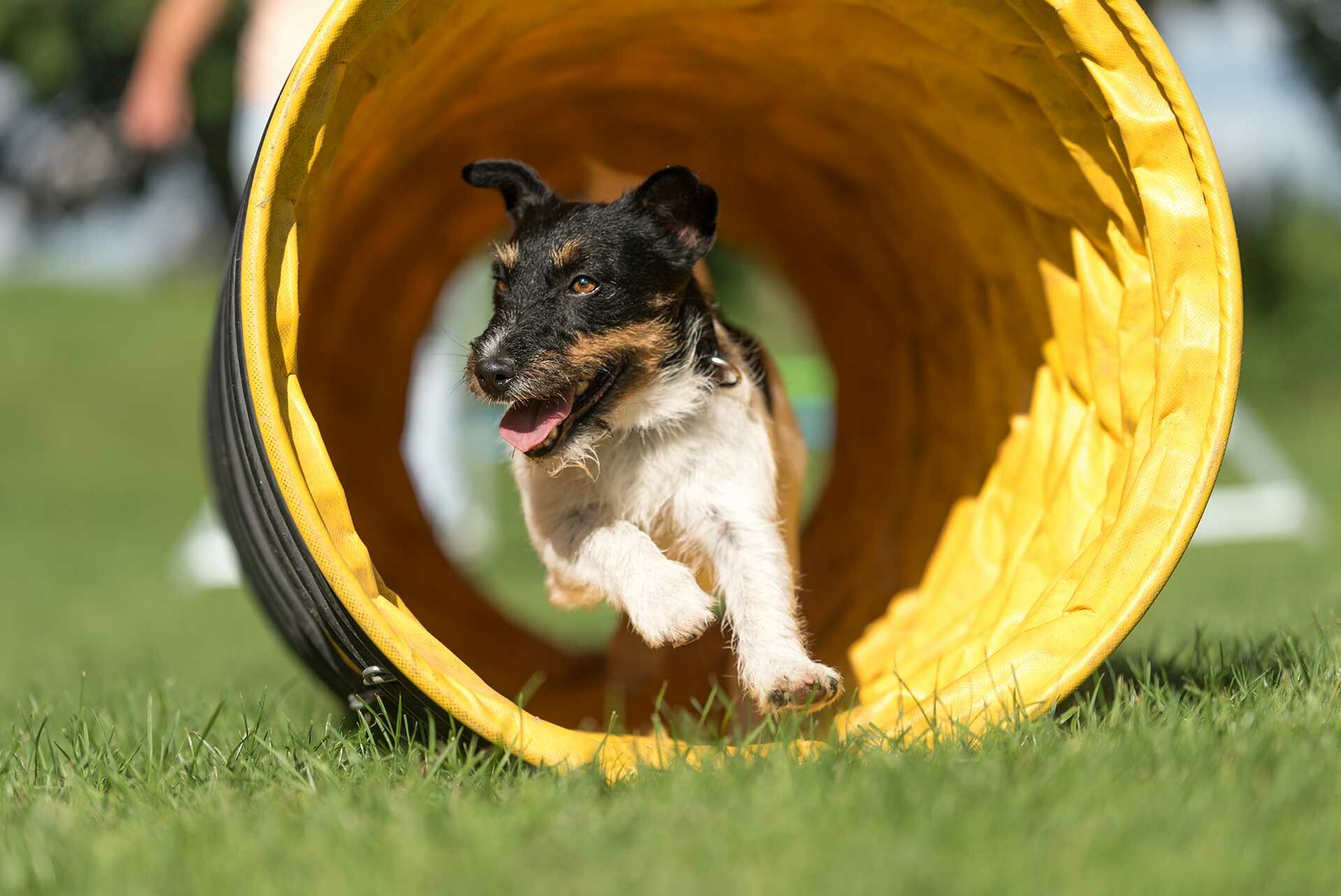 Ein Jack Russel Terrier rennt durch einen Hundetunnel.