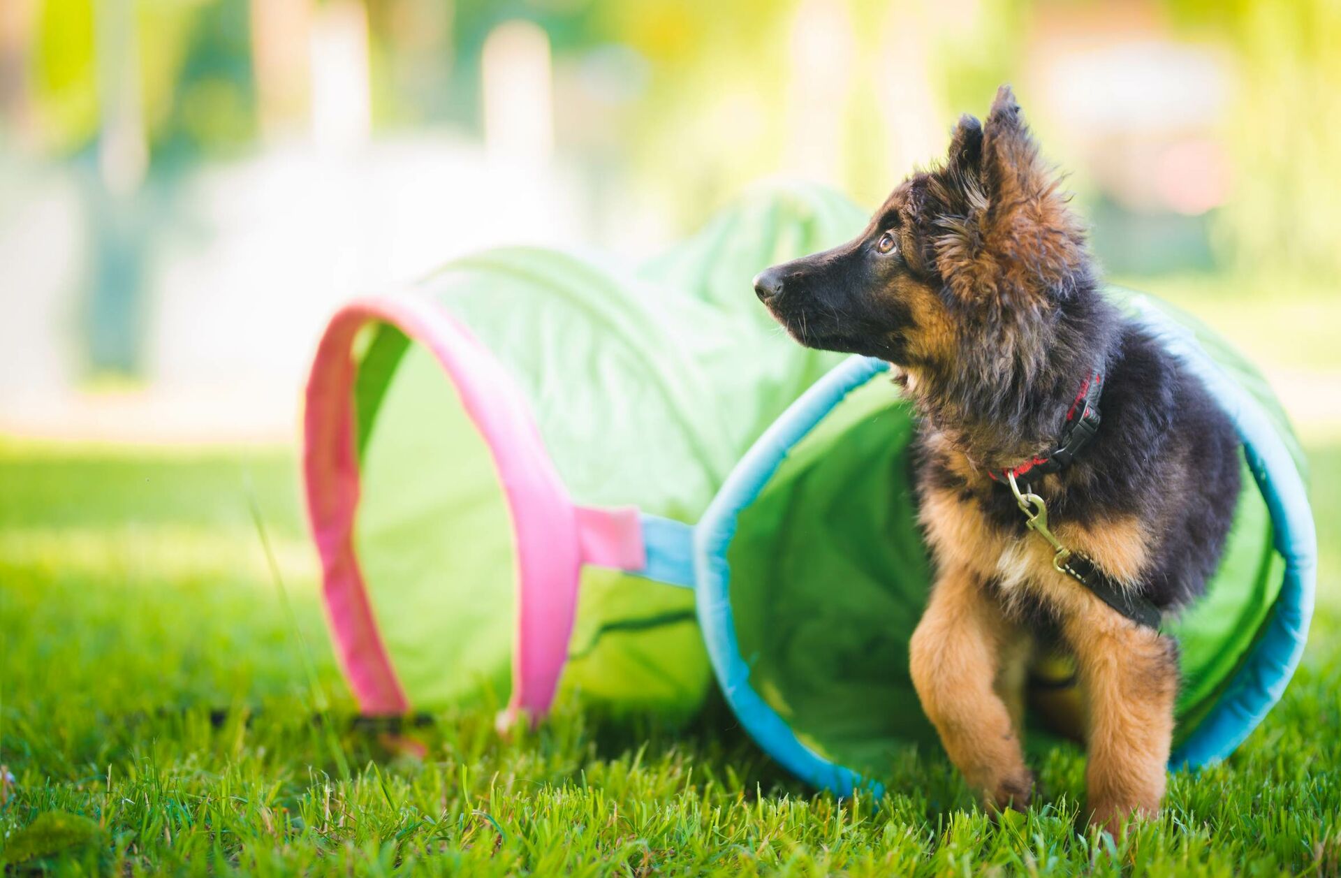 Schäferhundwelpe trainiert.