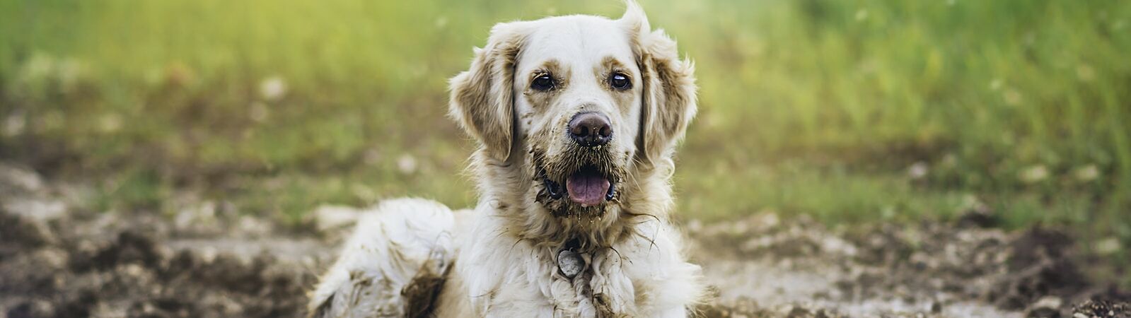 Ein dreckiger großer Hund liegt in einer großen schlammigen Pfütze.