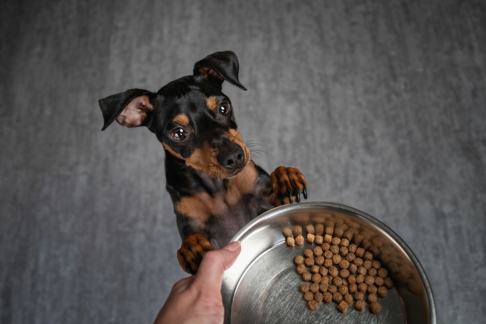 Nimm's locker – Alles für eine entspannte Hundefütterung