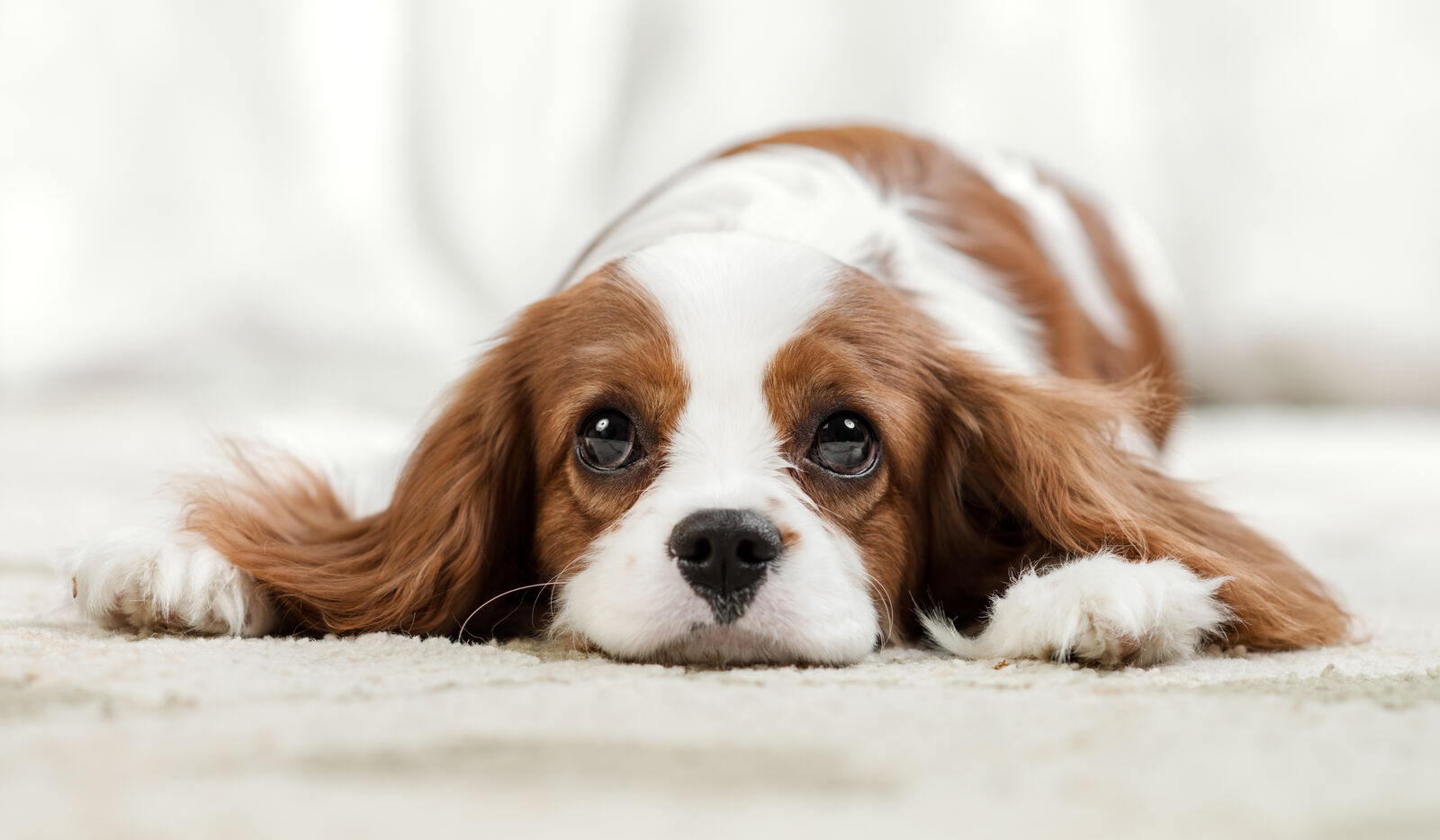 Ein Hund liegt auf dem Boden und guckt traurig.