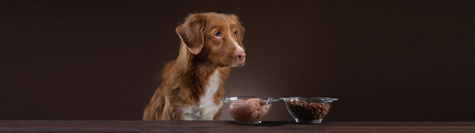  Rind, Huhn, Wild oder Pferd? Welches ist das beste Futter für meinen Hund?