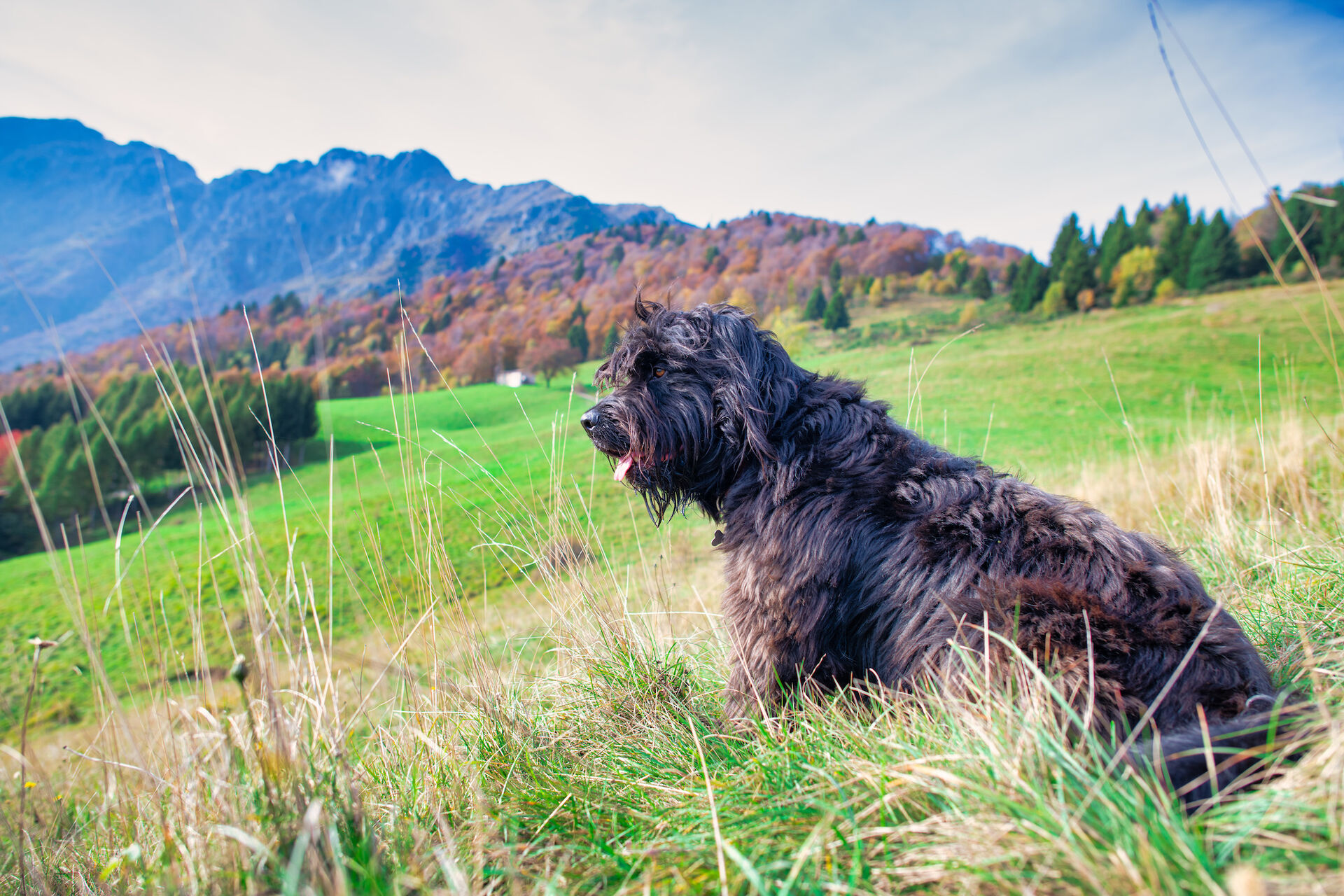 Ein Bergamasker sitzt auf einer Wiese und schaut in die Ferne.