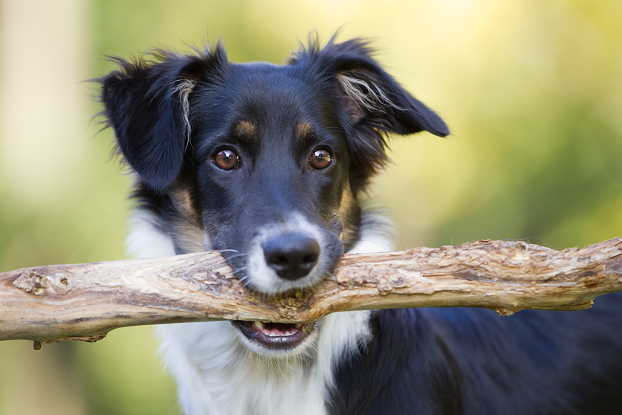 Ein Hund vom Züchter?