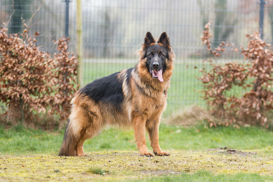  Ein deutscher Schäferhund mit einem schräg nach unten verlaufenden Rücken.  