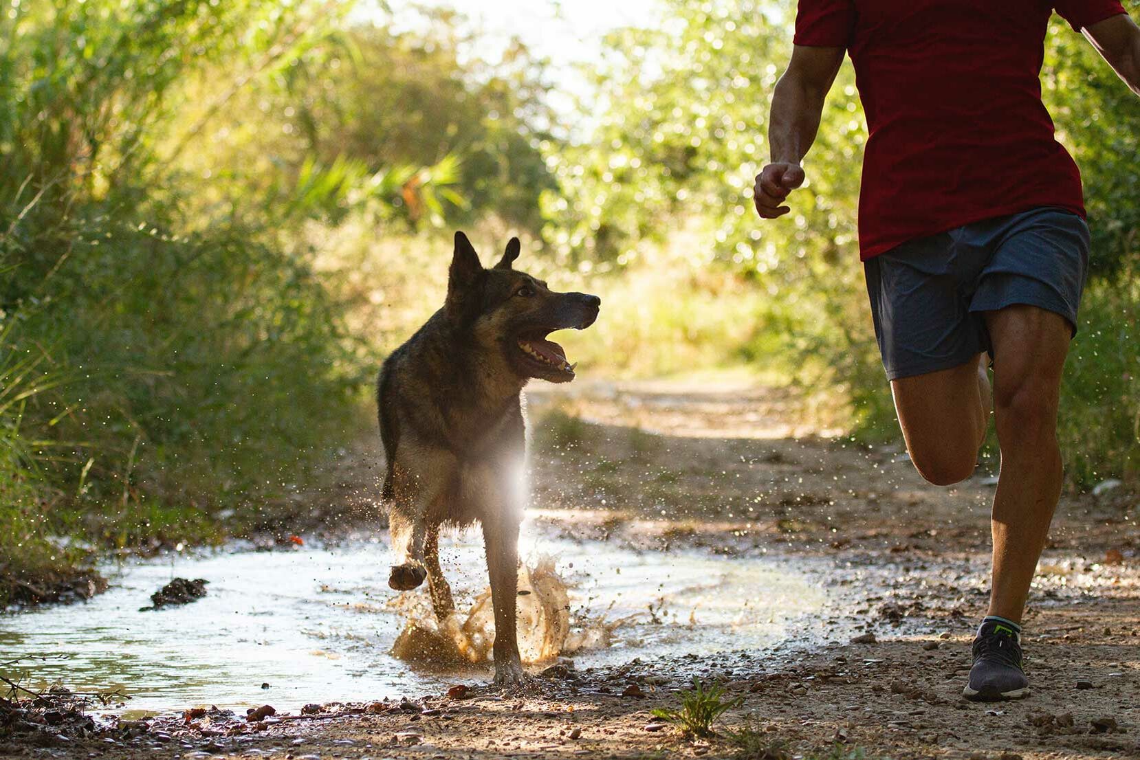  Ein Mann joggt mit einem Schäferhund auf einem Waldweg.