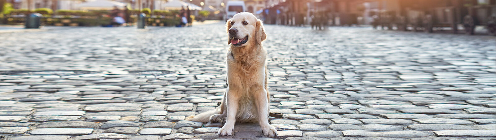Ein Hund sitzt auf dem Kopfsteinpflaster einer Stadt, im Hintergrund Cafés und Geschäfte.