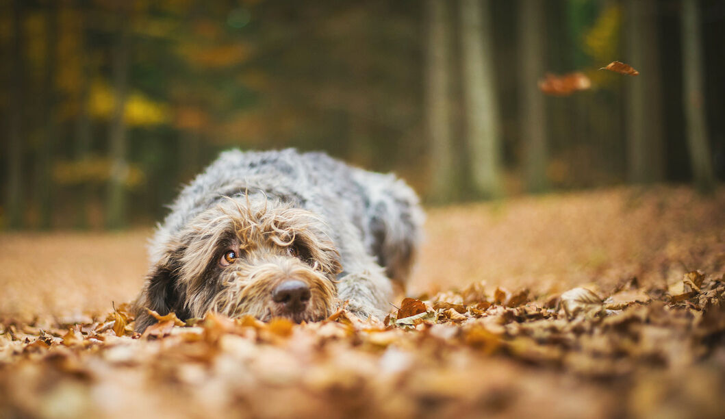 Der Fellwechsel fällt bei jedem Hund anders aus