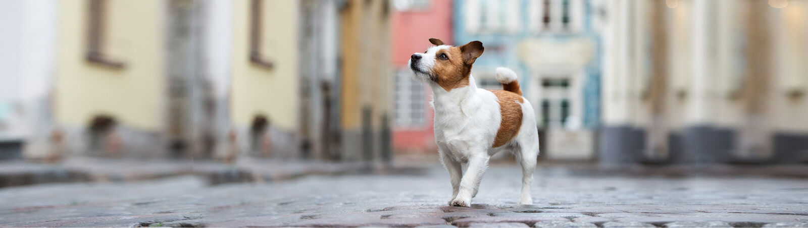 Ein Jack-Russell-Terrier läuft durch die Straßen einer Altstadt.