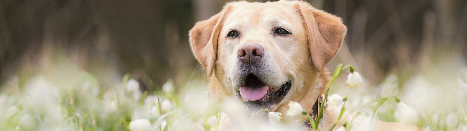 Hechelnder heller Labrador sitzt auf einer Wiese.