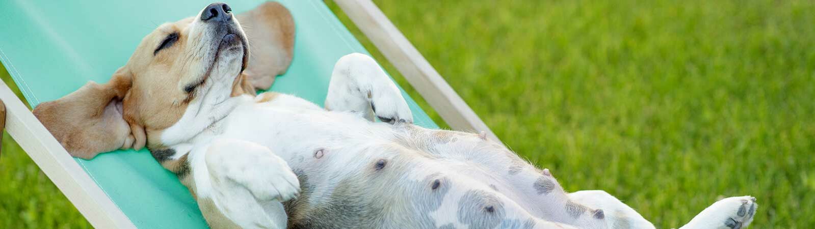 Ein trächtiger Hund liegt mit geschlossenen Augen auf einem kleinen Liegestuhl. 