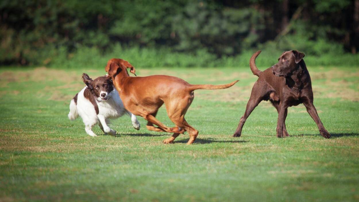 Drei Hunde spielen im Park unangeleint miteinander.