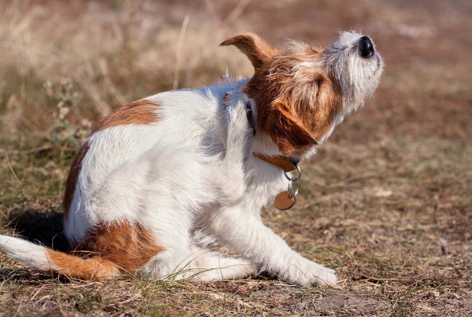 Ein Hund kratzt sich mit der Hinterpfote am Hals.