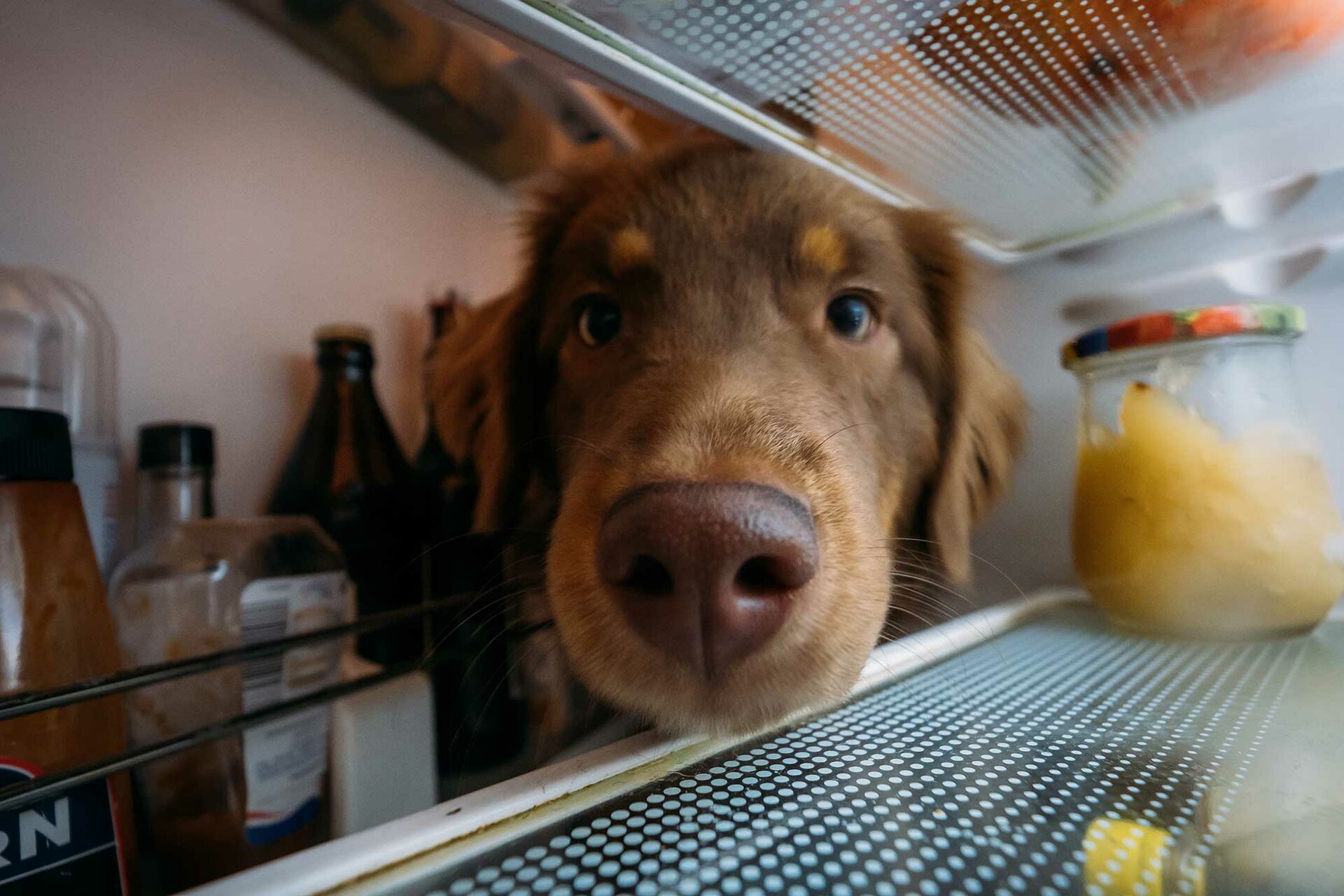 Ein Hundekopf im Kühlschrank aus der Perspektive aus dem Kühlschrank
