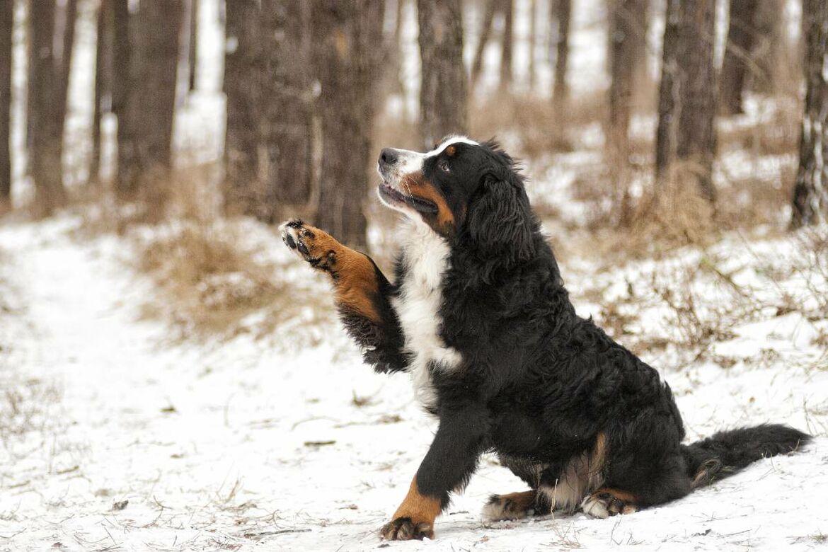 Ein Berner Sennenhund sitzt im Schnee.