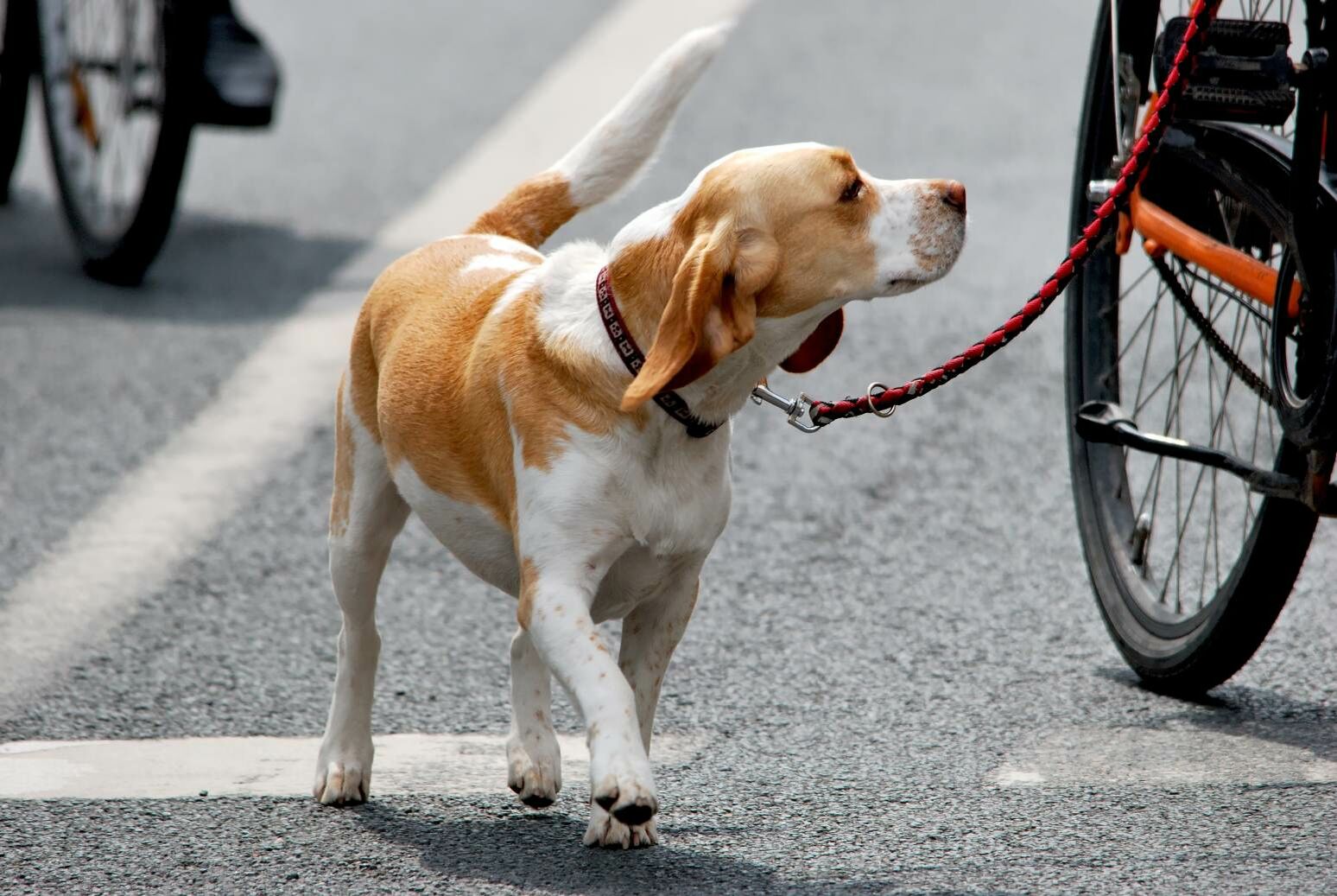 Ein angeleinter Hund läuft gemütlich neben einem Fahrrad.