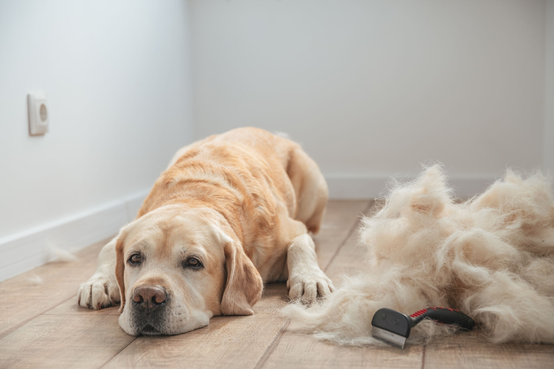 Ein Labrador liegt neben einem großen Haufen alter Hundehaare.