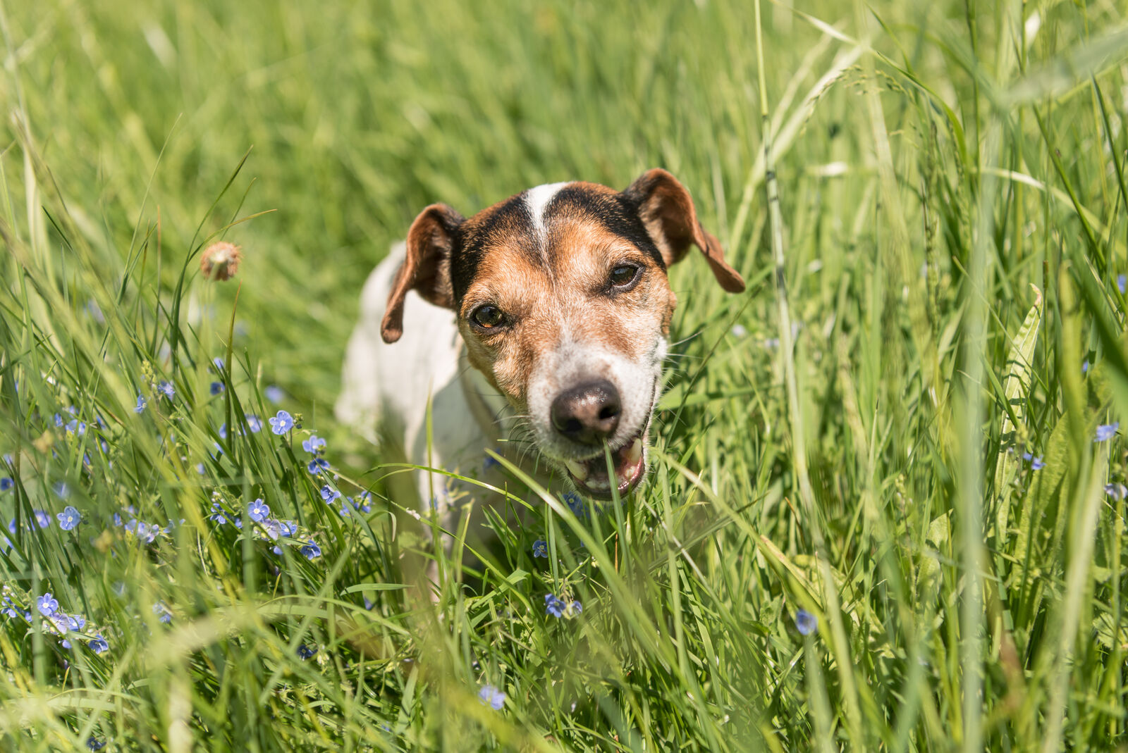 Ein Hund auf der Wiese frisst Gras.