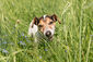 Ein Hund auf der Wiese frisst Gras.