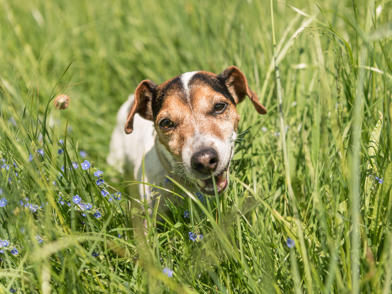Übersäuerung beim Hund