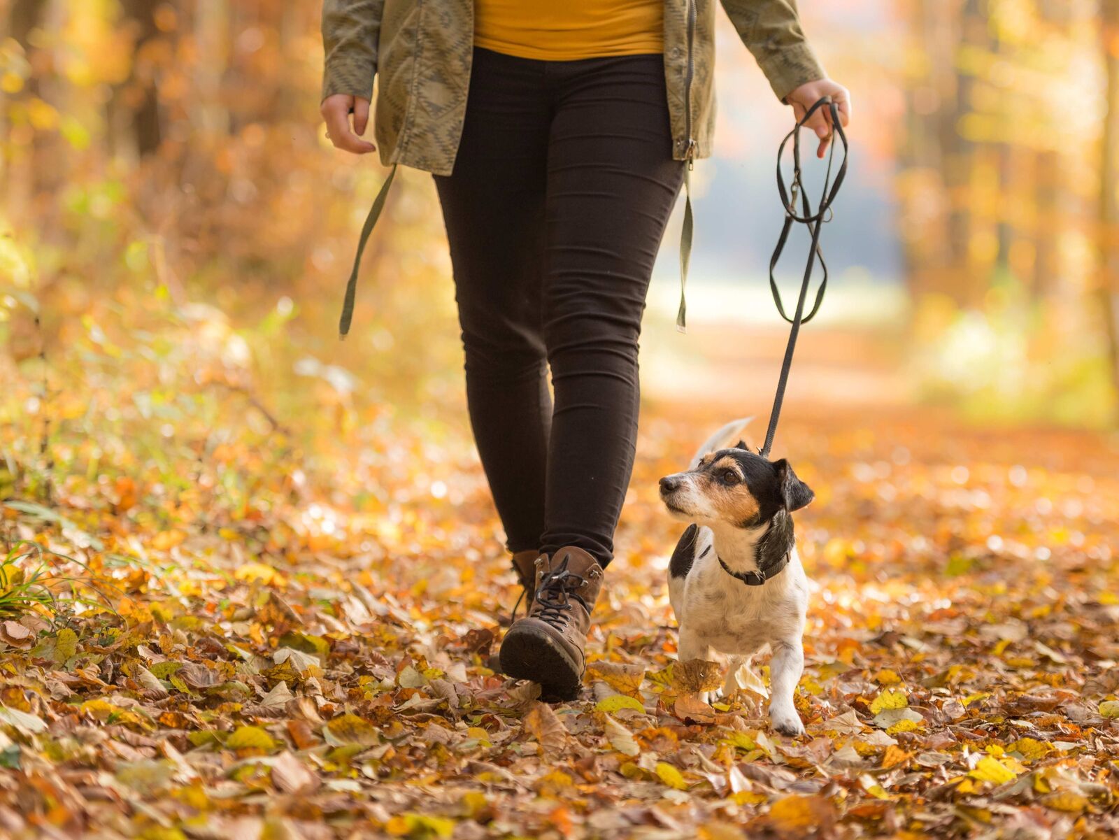 Welpenspaziergang – wie lange, wo und was sollte der Welpe lernen?