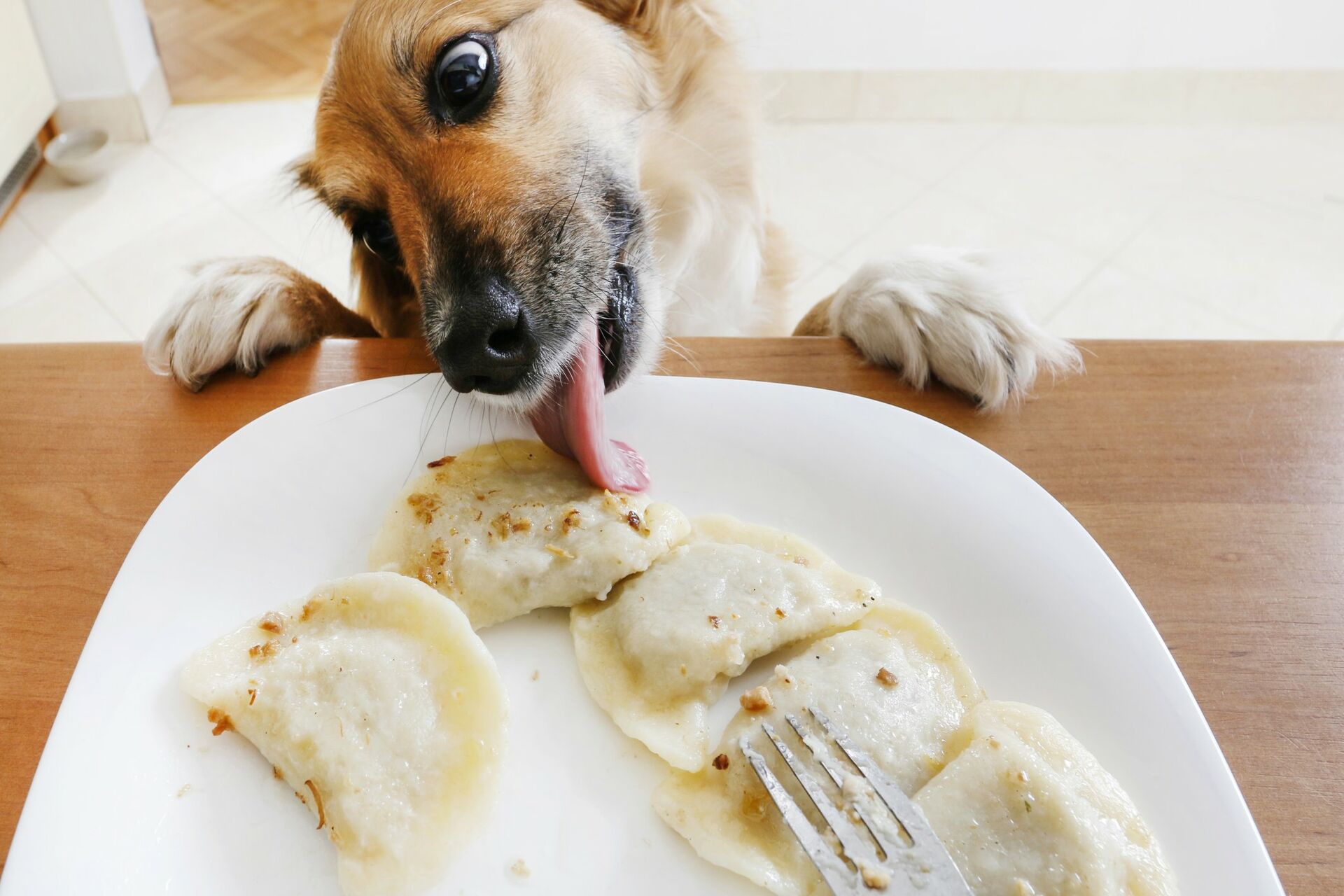 Ein Hund leckt am Essen auf einem Teller der auf einem Tisch steht.