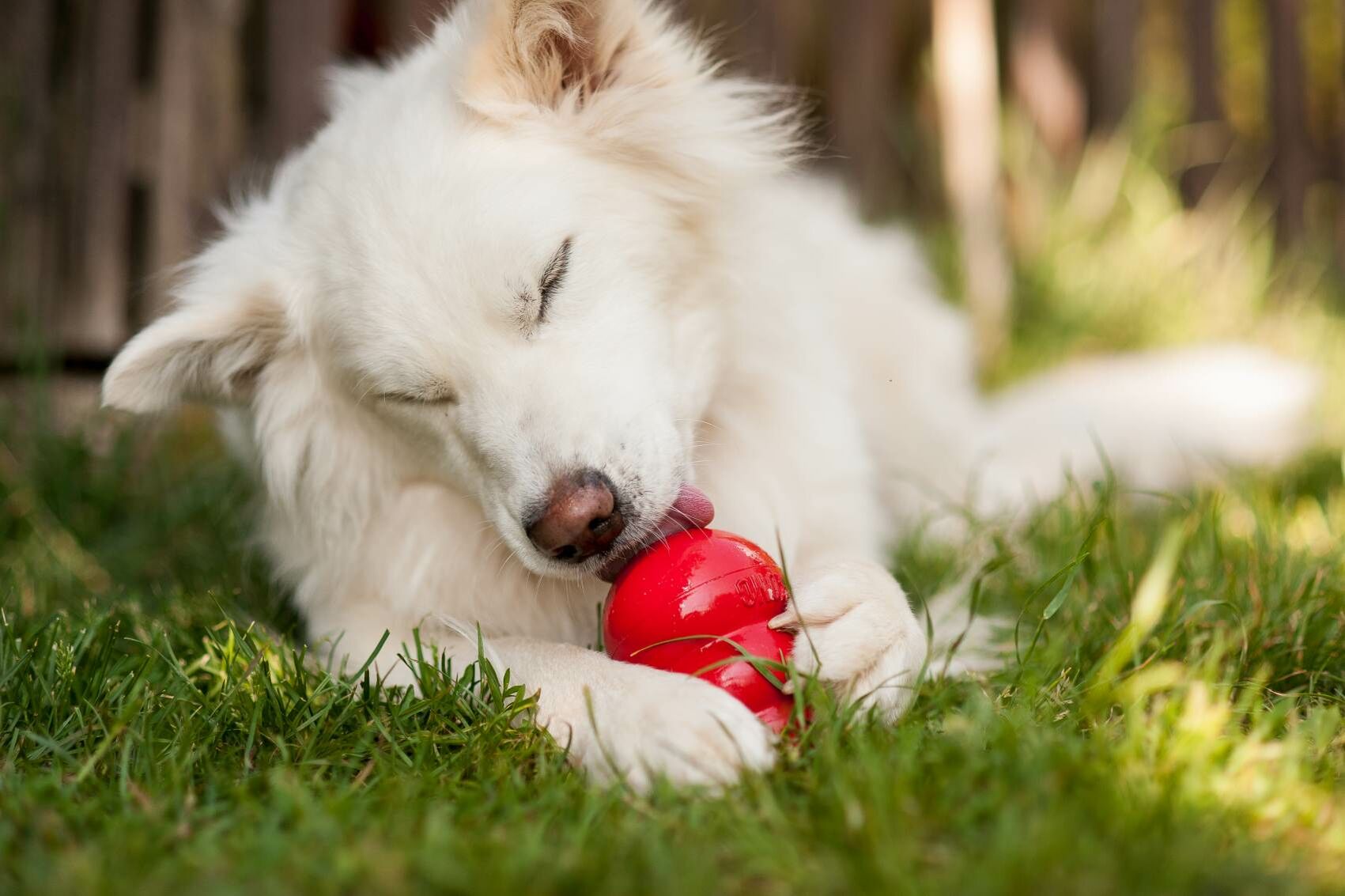 Hund kaut auf einem Hundespielzeug.