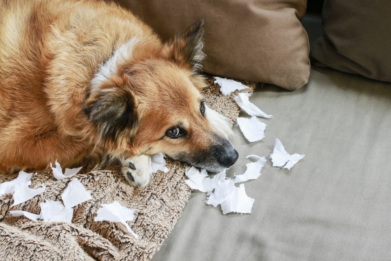 Hund liegt neben weißen Stofffetzen und schaut unschuldig nach oben in die Kamera.