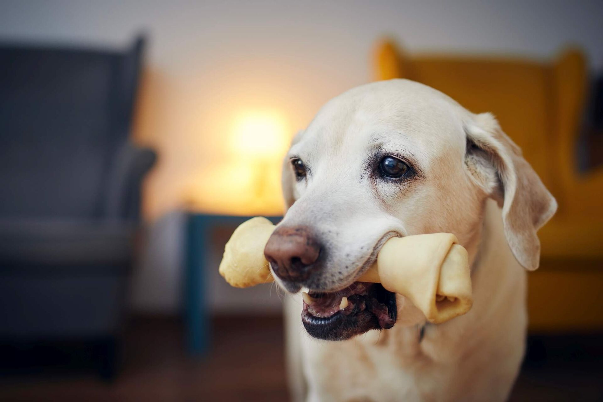 Ein älterer Hund mit einem Kausnack