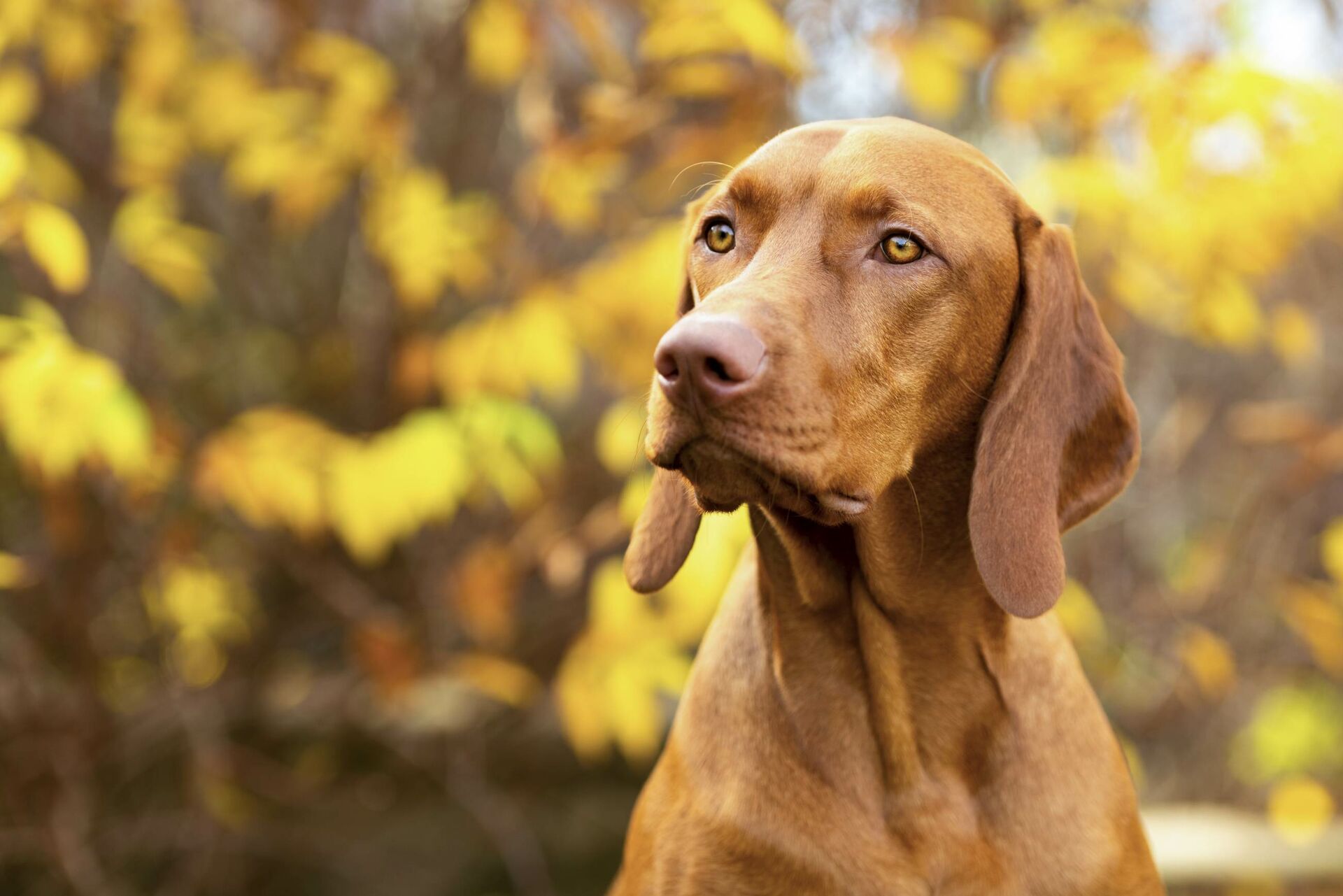 Ein konzentriert und aufmerksam blickender Hund im Porträt.