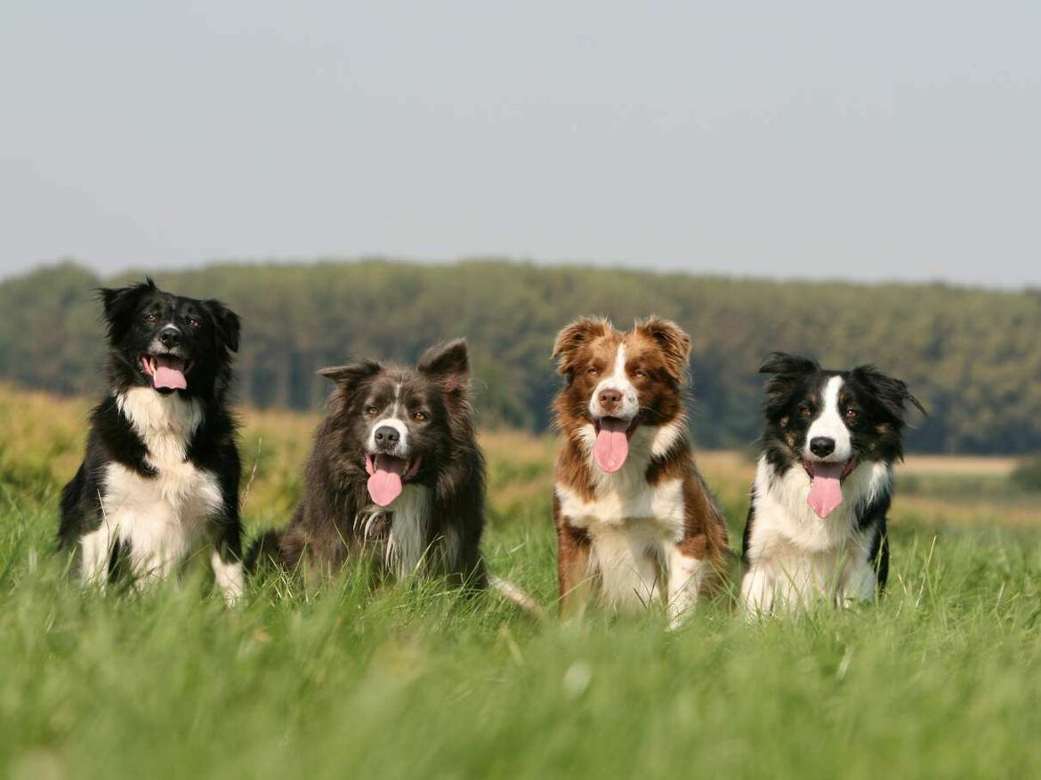 Rasseporträt: Border Collie