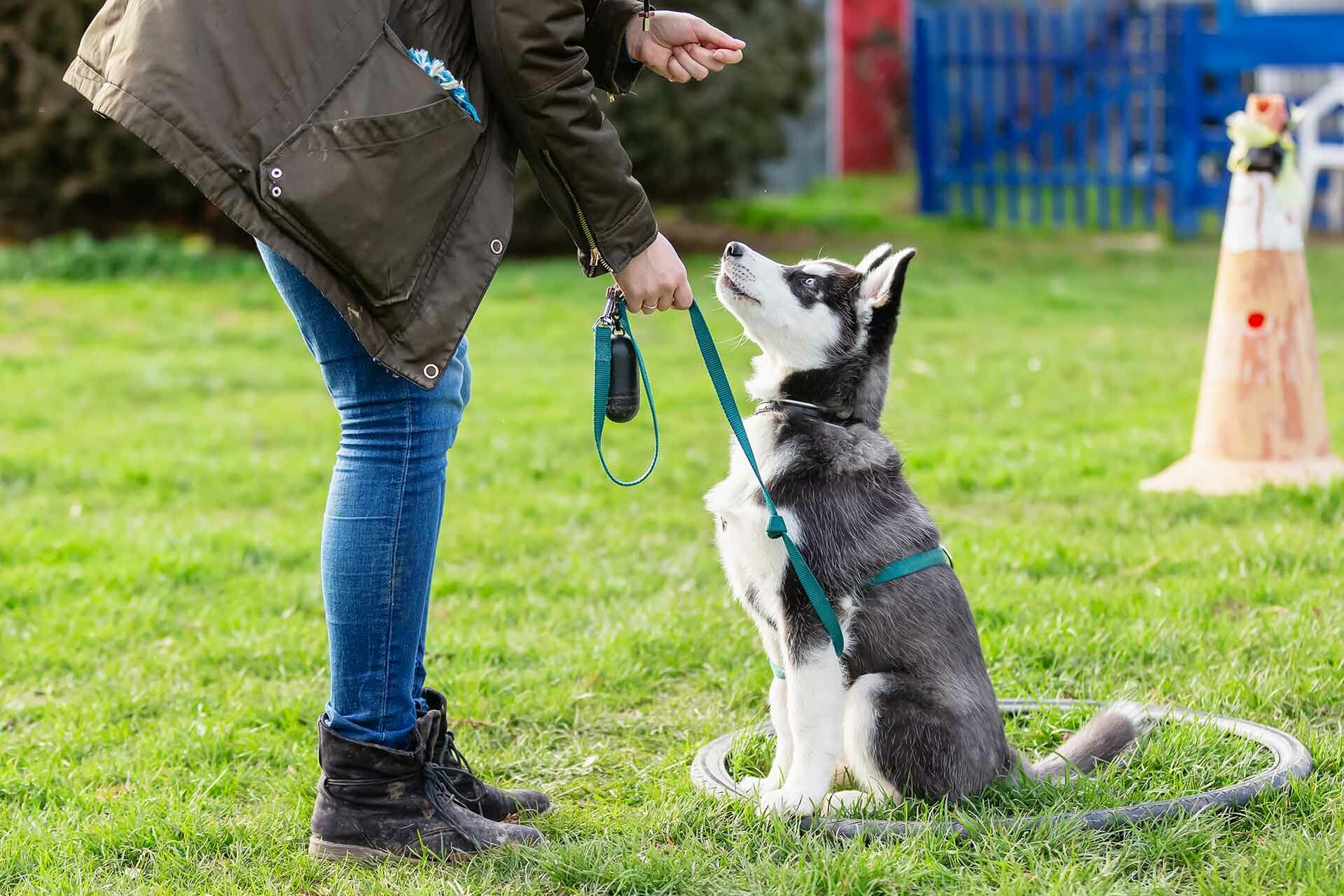 Ein Frau trainiert mit einem jungen Husky auf einem Hundetrainingsplatz. Der Husky sitzt in einem Gummireifen und schaut aufmerksam auf seine Halterin. 