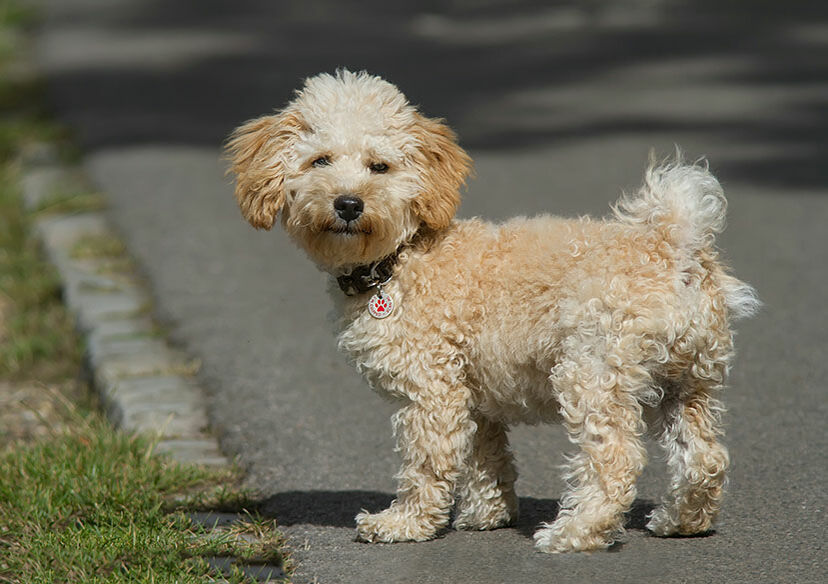 Ein Cavapoo steht auf der Straße und schaut sich zur Kamera um.