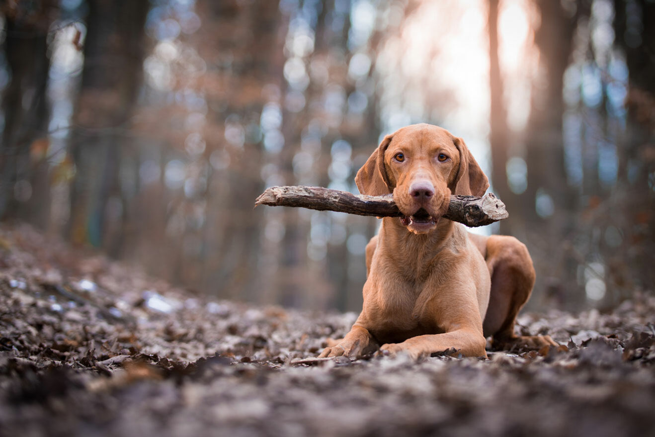 Hund liegt auf Laubboden und hält einen Stock fest im Maul.