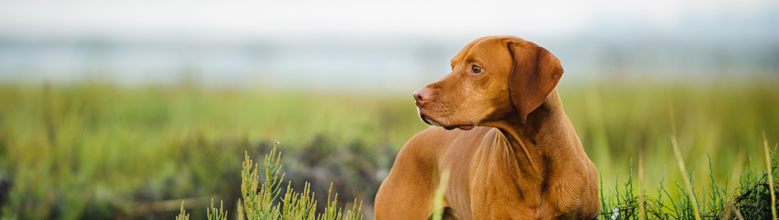 Ein Hund steht auf einer Wiese.