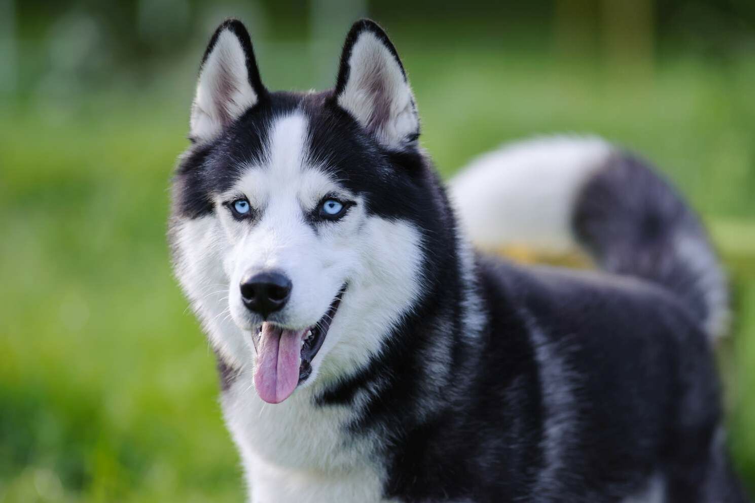 Ein Husky, der seine Zunge beim Hecheln herausstreckt