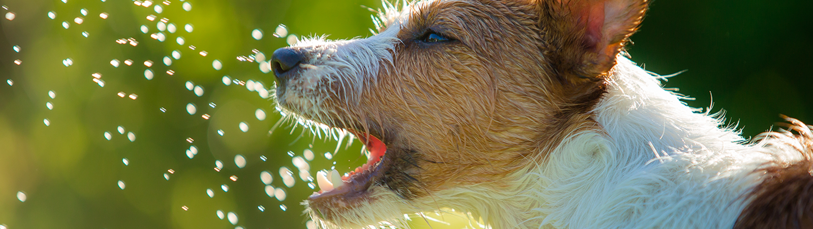 Ein Hund schnappt nach Wassertropfen.