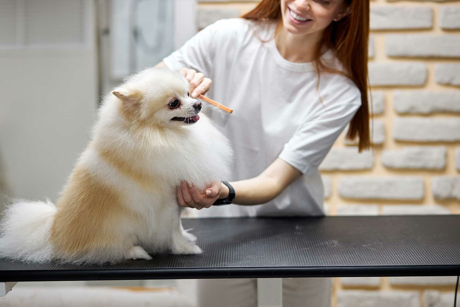 Eine Frau bürstet einen Hund und schaut ihm dabei ins Gesicht.