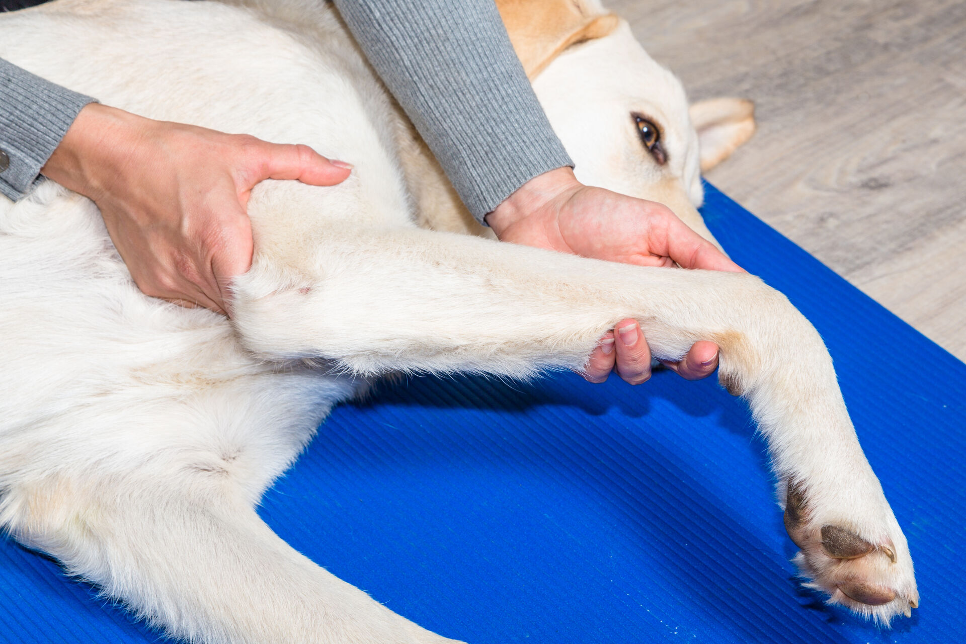 Ein Physiotherapeut untersucht das Vorderbein eines Hundes