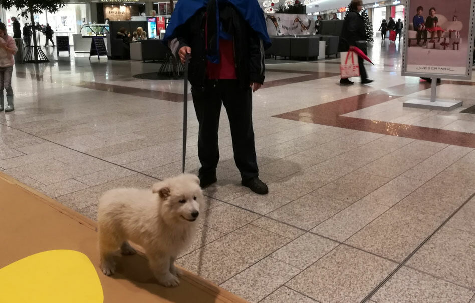 Herr Chen und ein Weißer-Schäferhund-Welpe üben Alltagssituationen in einem Einkaufszentrum.