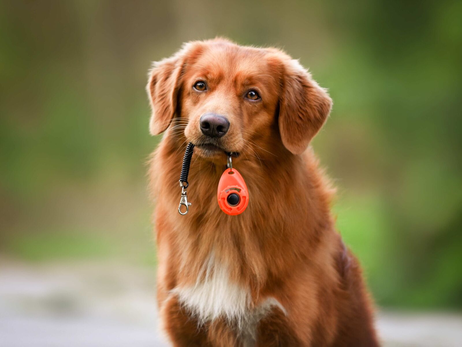 Clickertraining mit Hund: So geht’s