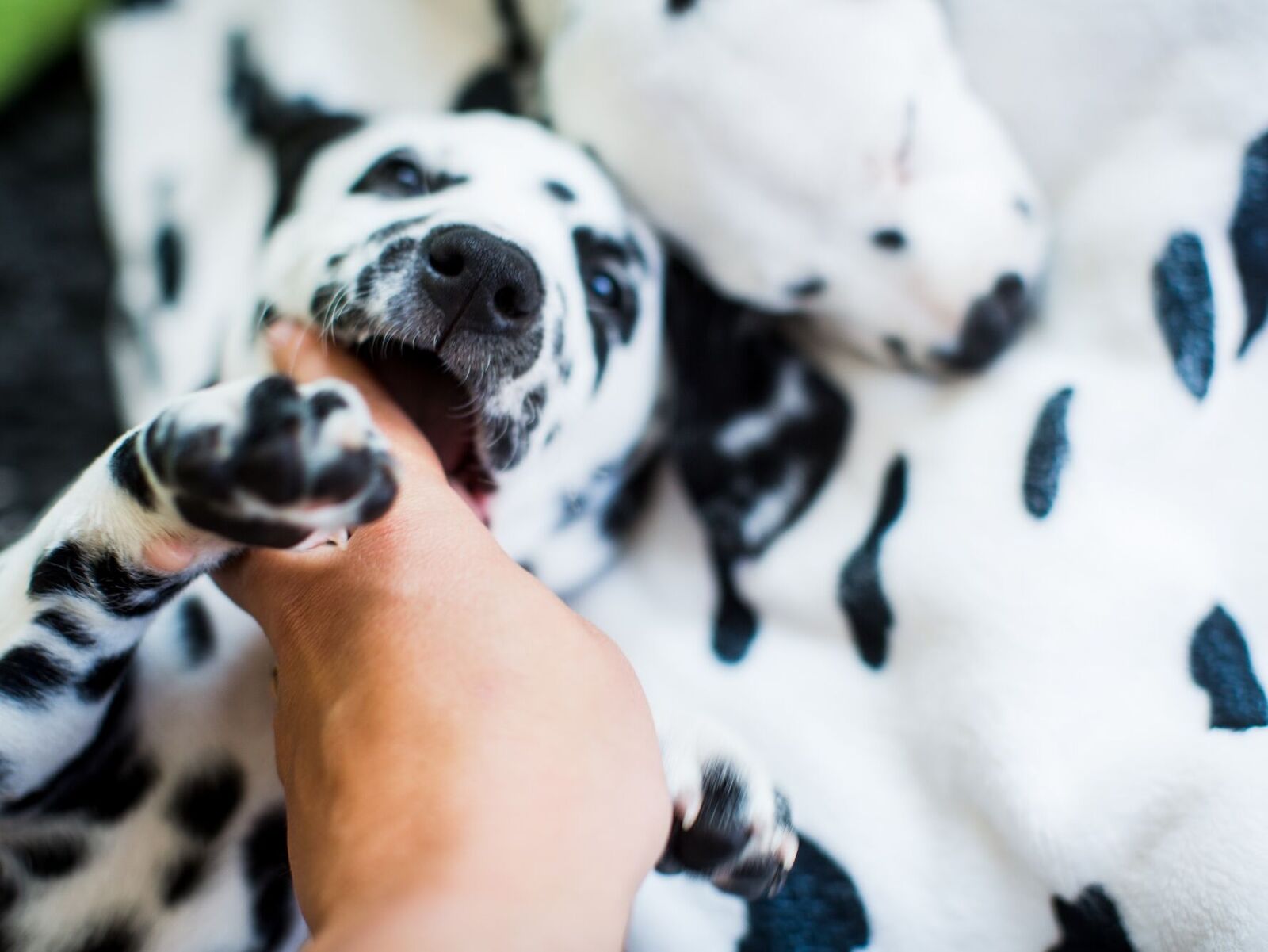 Hundehaftpflicht und weitere Versicherungen auf einen Blick