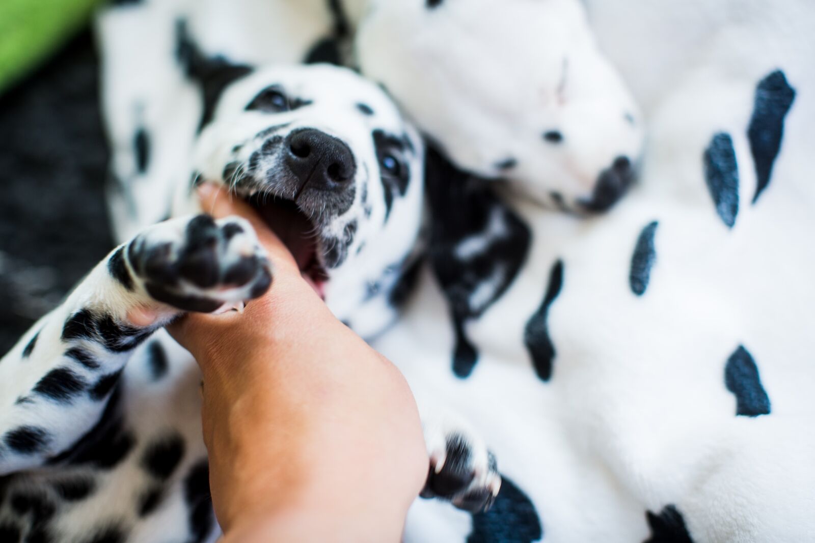 Ein Dalmatiner, der mit seinem Halter spielt